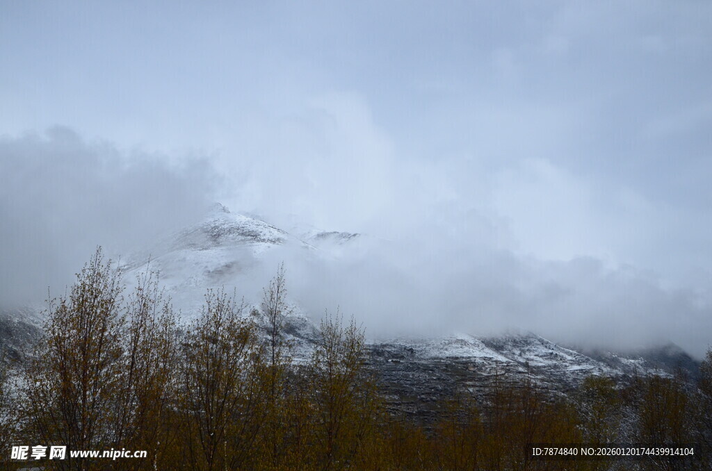 云雾缭绕的山林景致