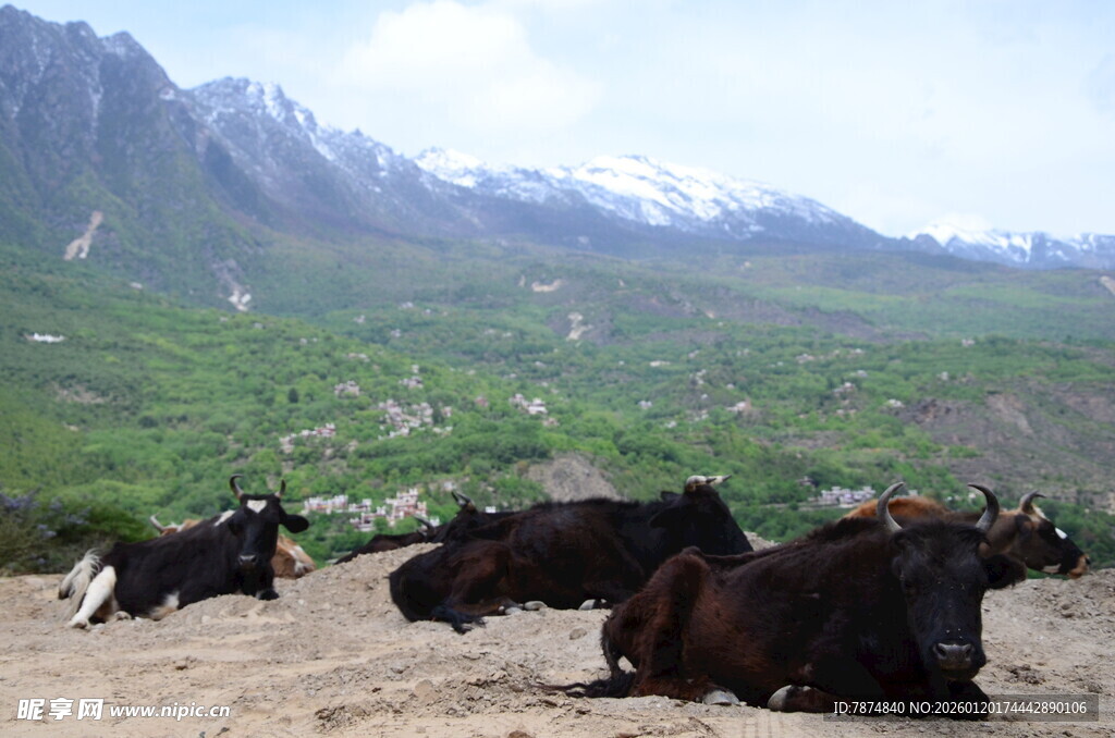 草原上休憩的牛群