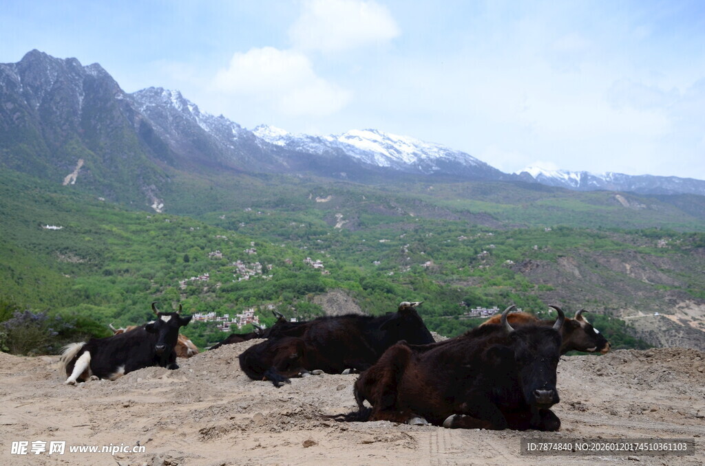 草原上休憩的几头牦牛