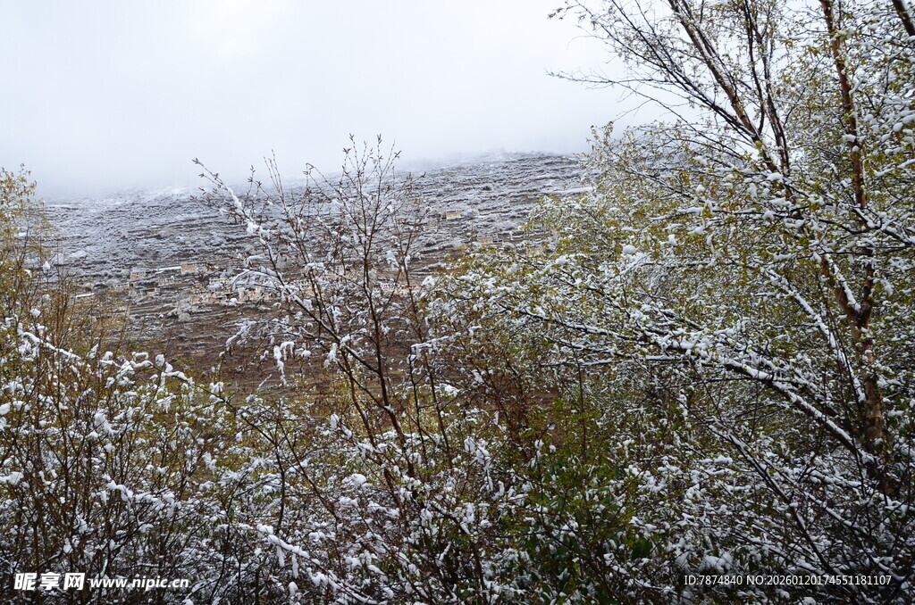 雪覆灌木丛的朦胧景致