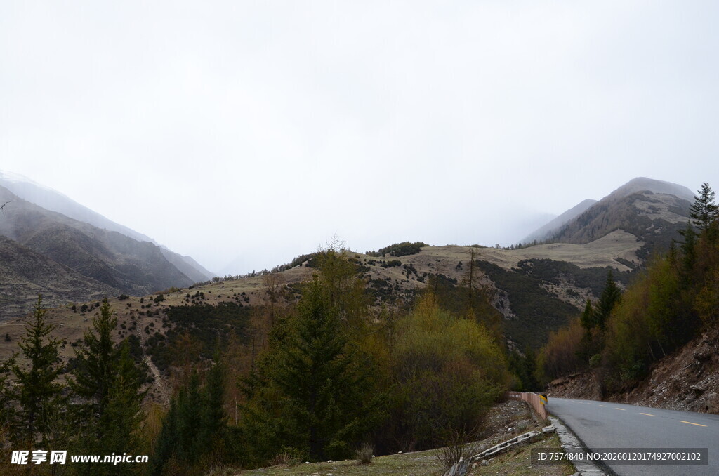 山间公路旁的葱郁树林