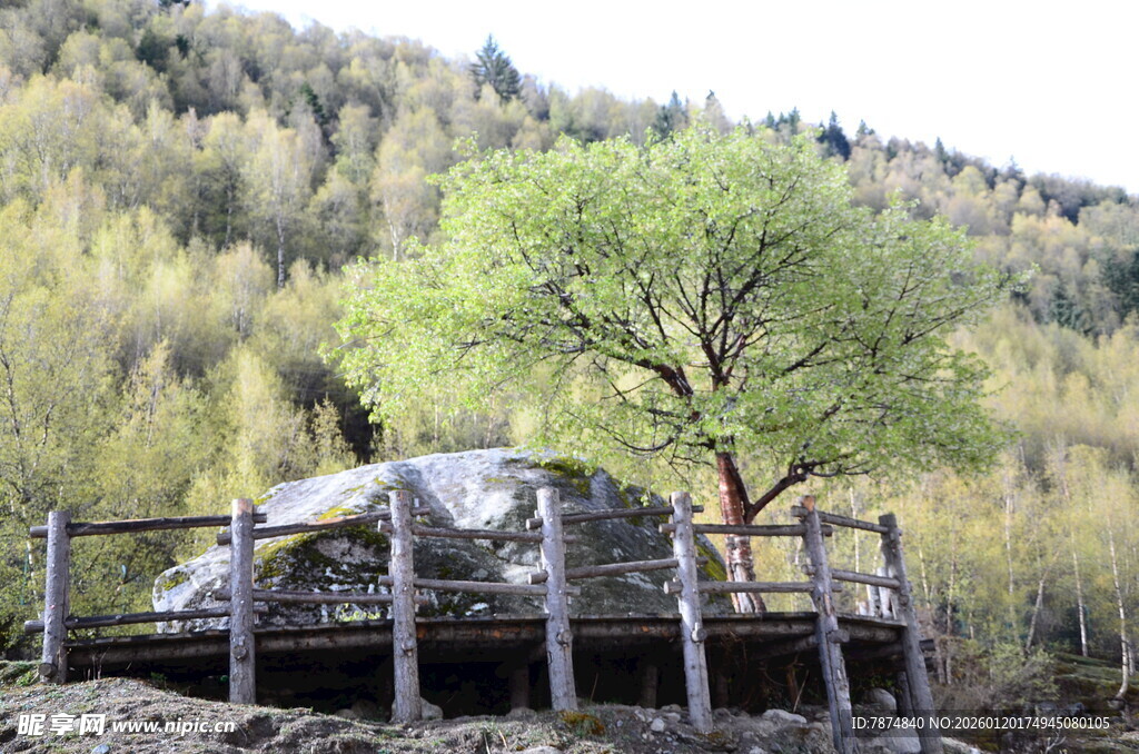 山间围栏处的孤树与巨石