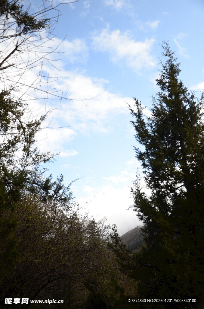 林间蓝天与挺拔树木