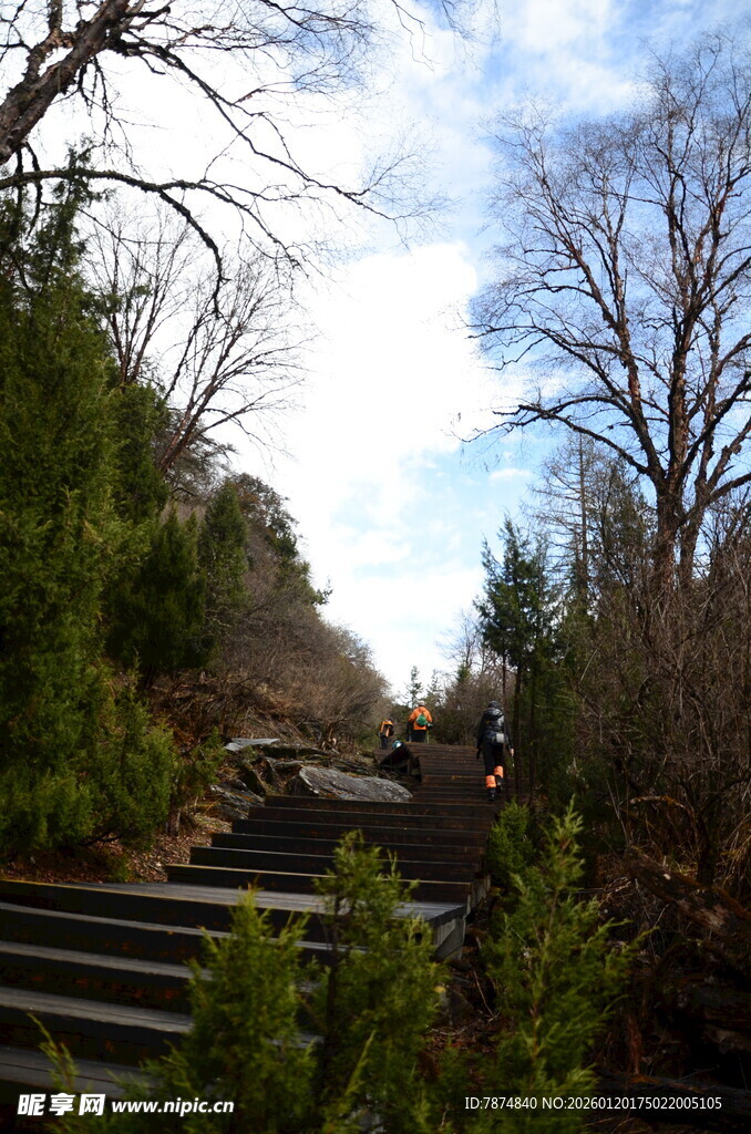 山间石阶旁的树木与蓝天