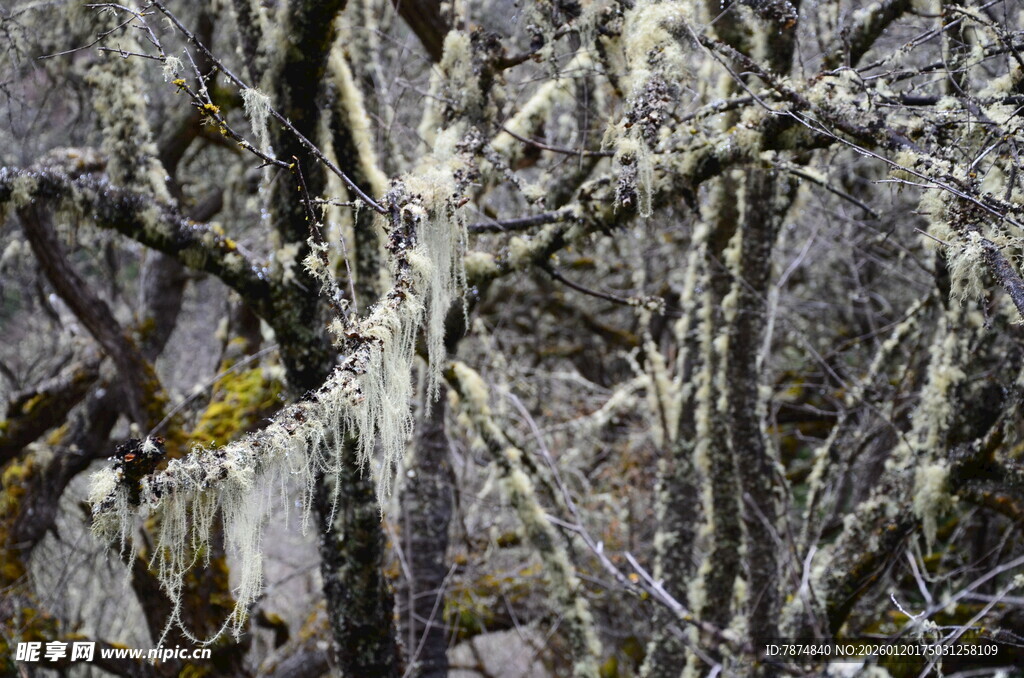 雾凇覆盖的树枝