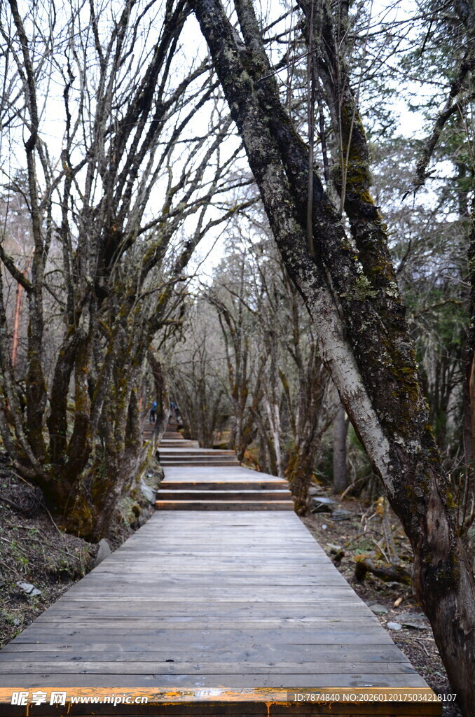 林间木栈道 静谧自然景