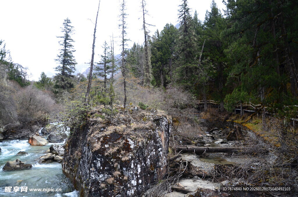 山间溪流旁的枯树景观