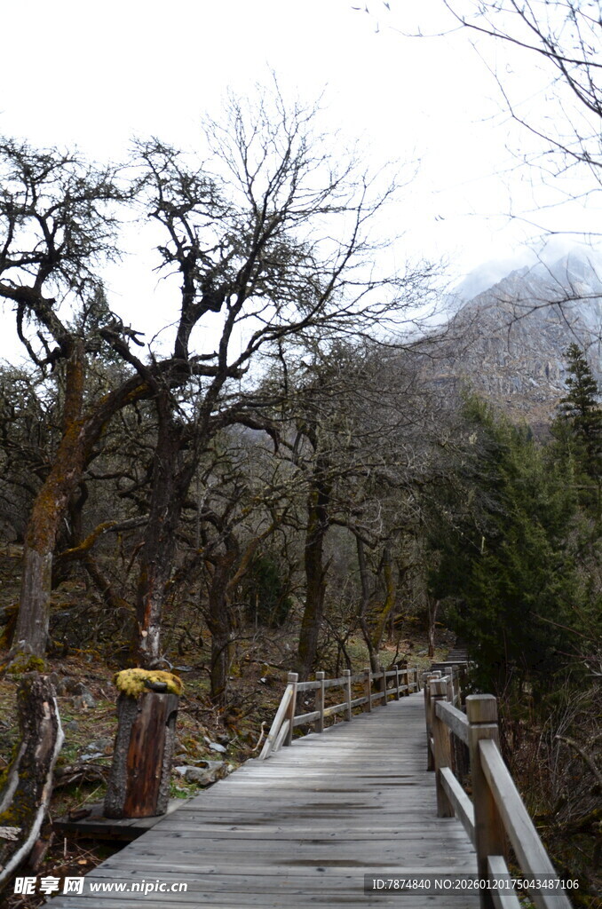 山间木栈道 静享自然之美