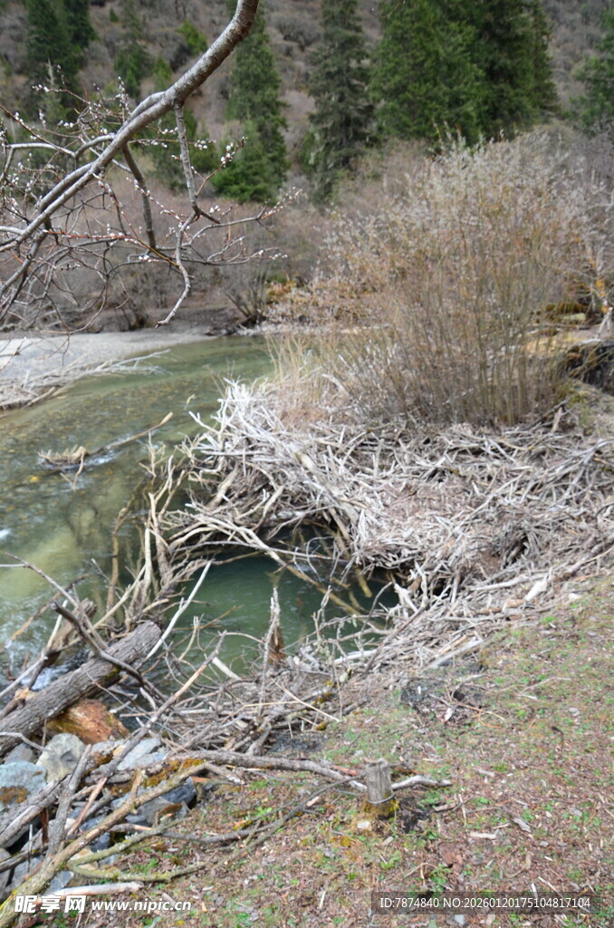河边枯木堆积的自然景象