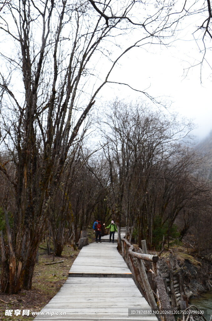 冬日林间木板路漫步景象