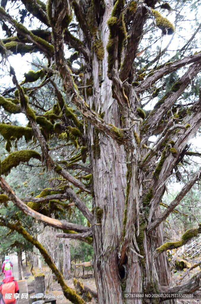 古老树干上的苔藓景观