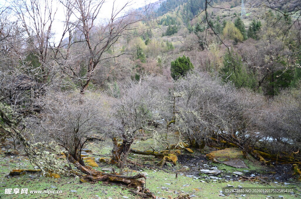 山间枯木小溪自然景致