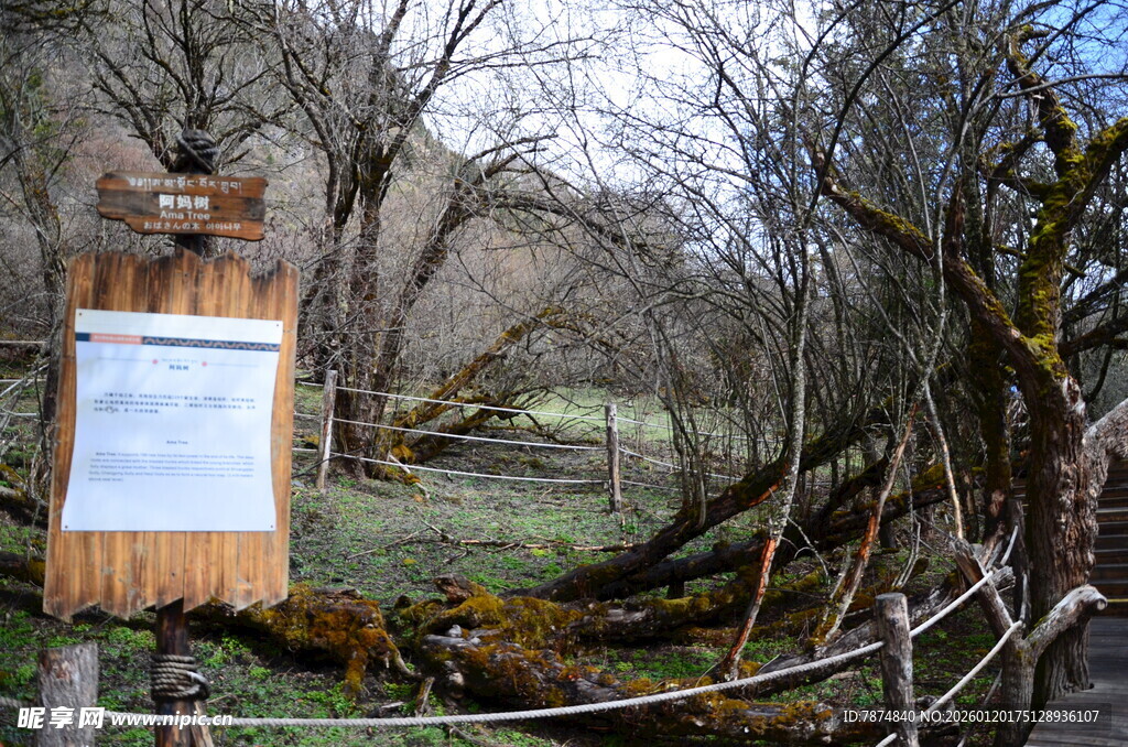 林间告示牌 静谧自然景致