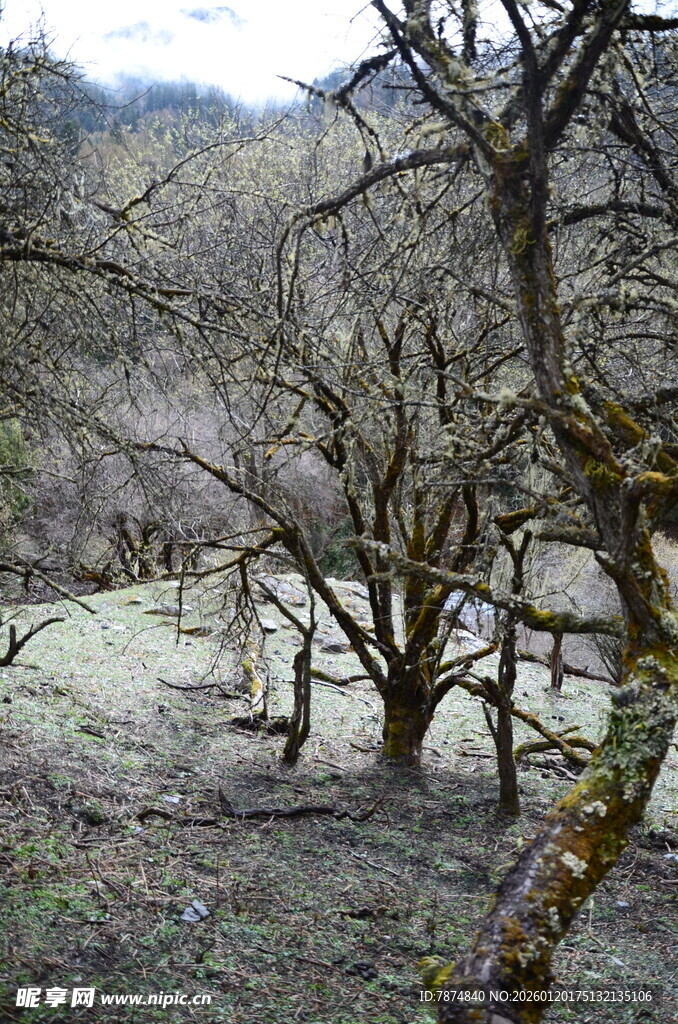 山间枯树林景观