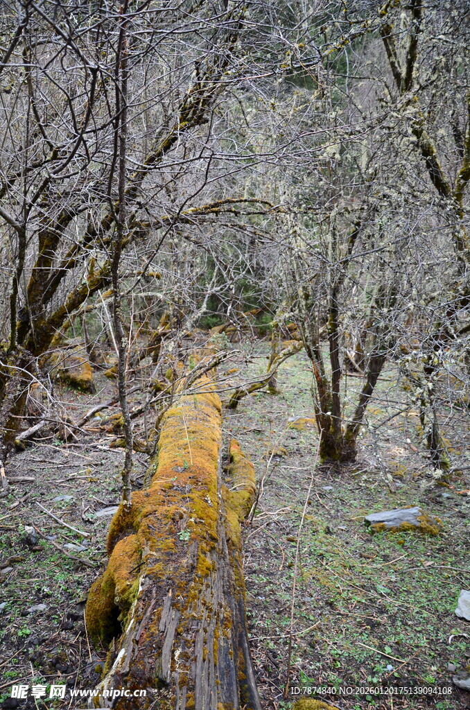 枯树林中的斑驳树桩