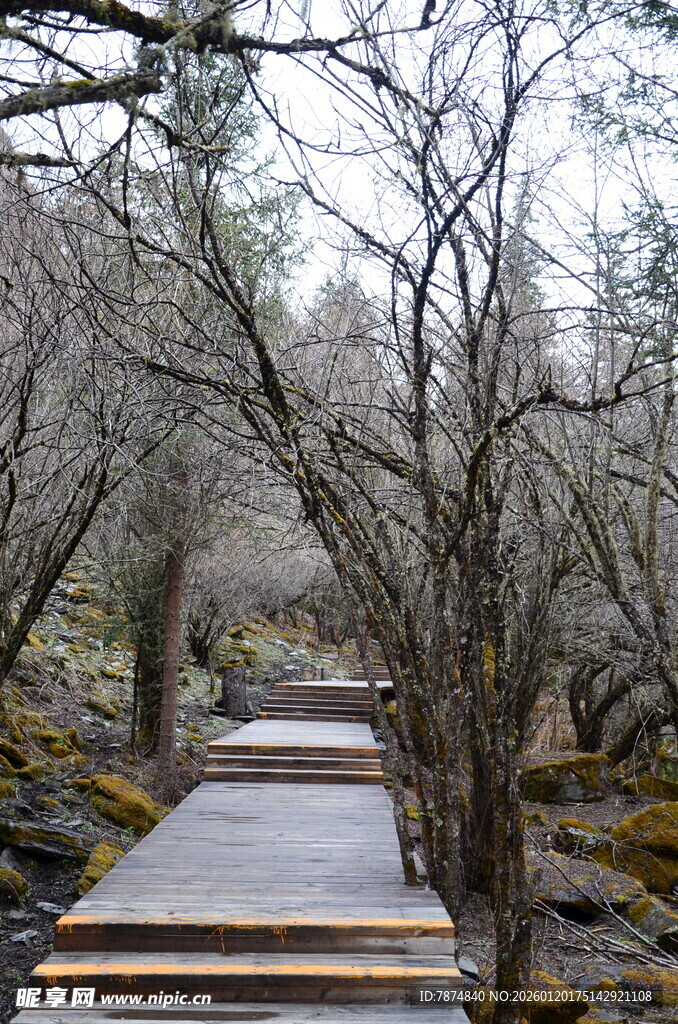 林间木栈道 静谧自然景