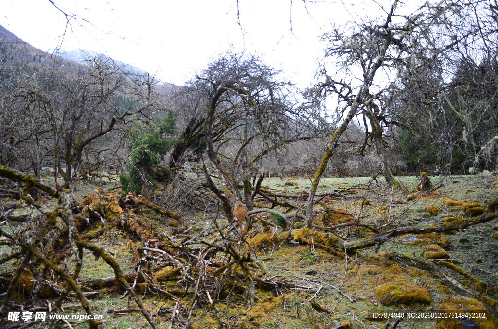 山林间倒伏树木与残枝