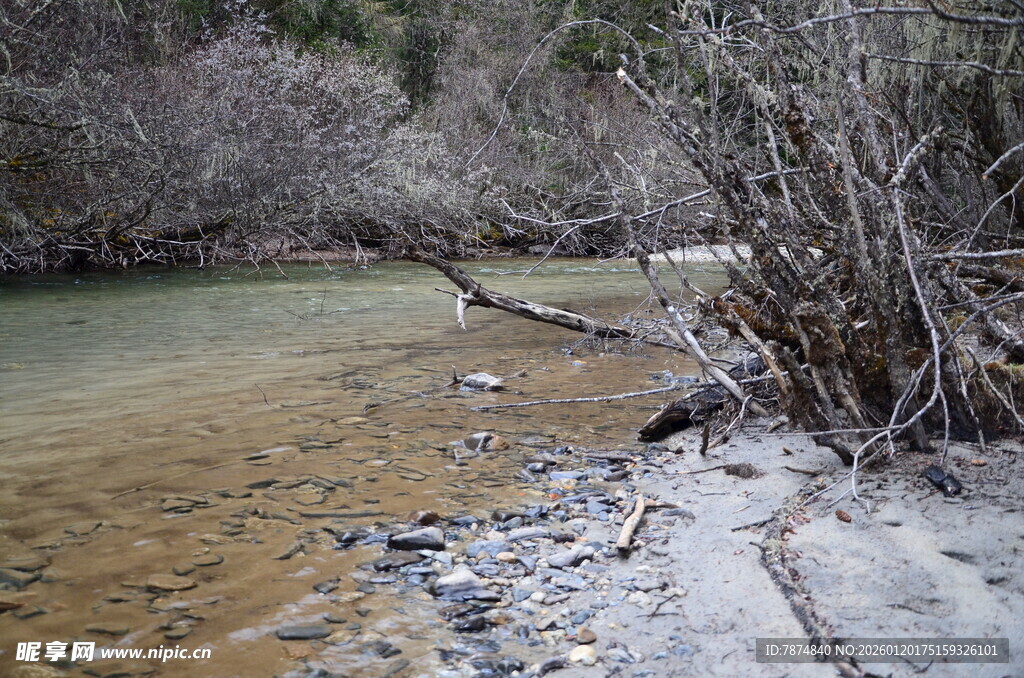 溪边枯木与荒芜植被景观
