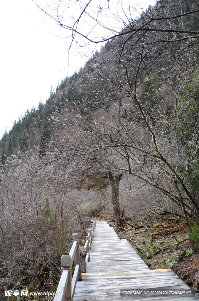 山间木栈道 静谧自然景