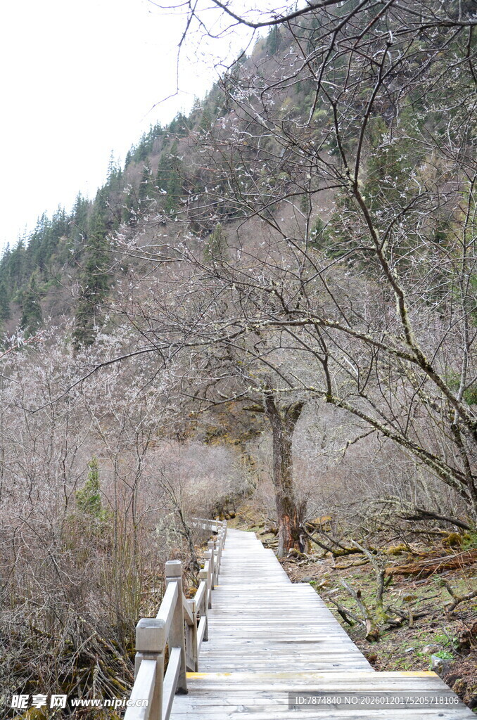 山间木栈道 静谧自然景