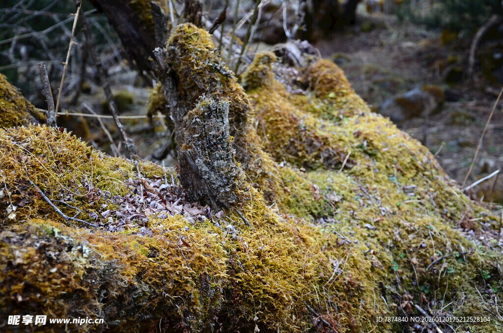 长满苔藓的古老树根