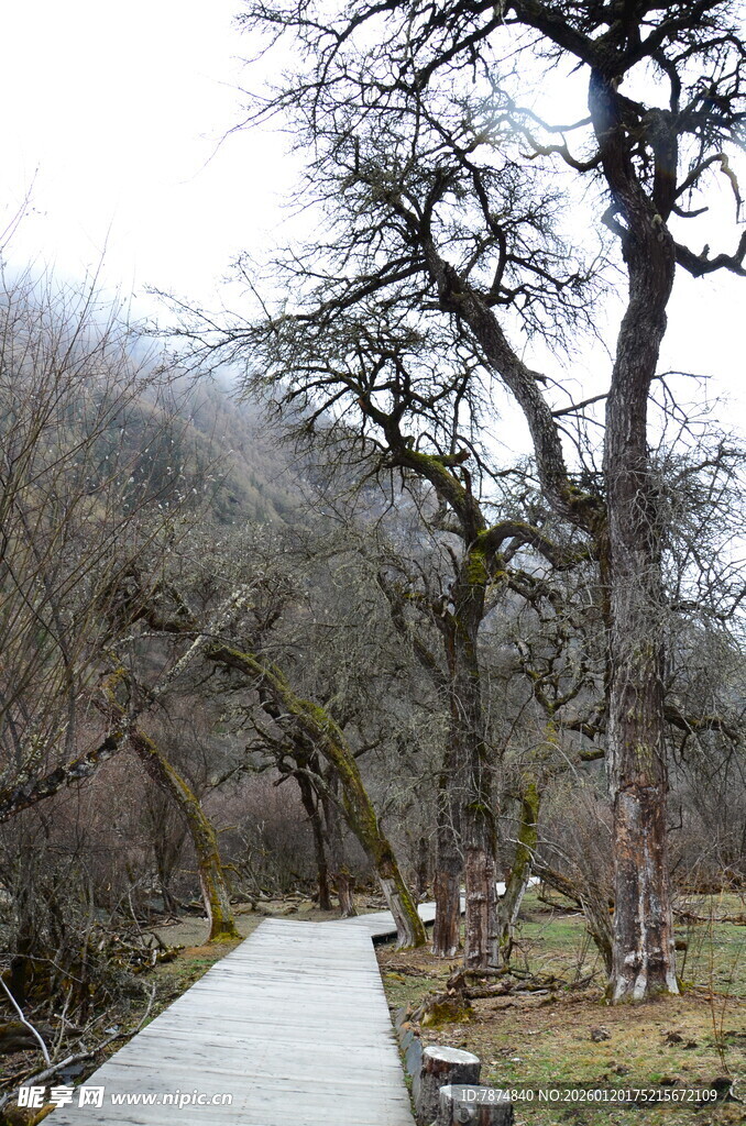林间小道旁的枯树景观