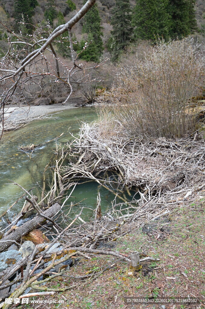 山间溪流边的自然景致