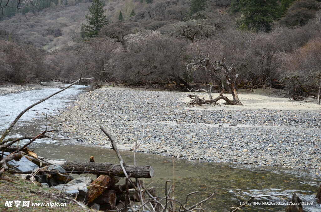 山间河滩枯木景象