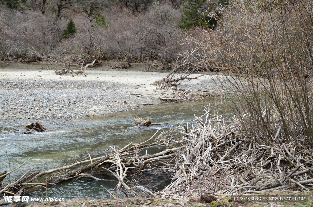 溪边枯枝与嬉戏的鸭子
