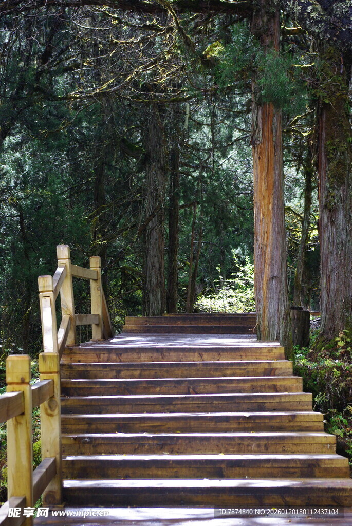 林间木质台阶 静谧美景