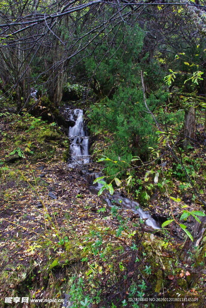 森林中的潺潺溪流