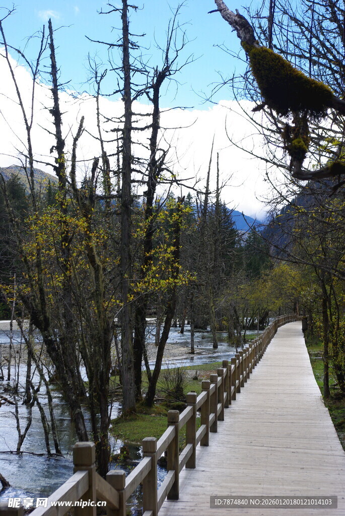 林间木栈道 自然风光美