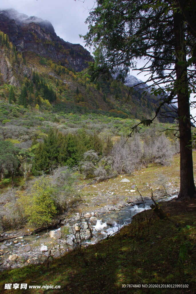 山间溪流旁的葱郁景致
