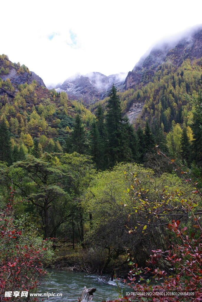 山间溪流旁的多彩森林