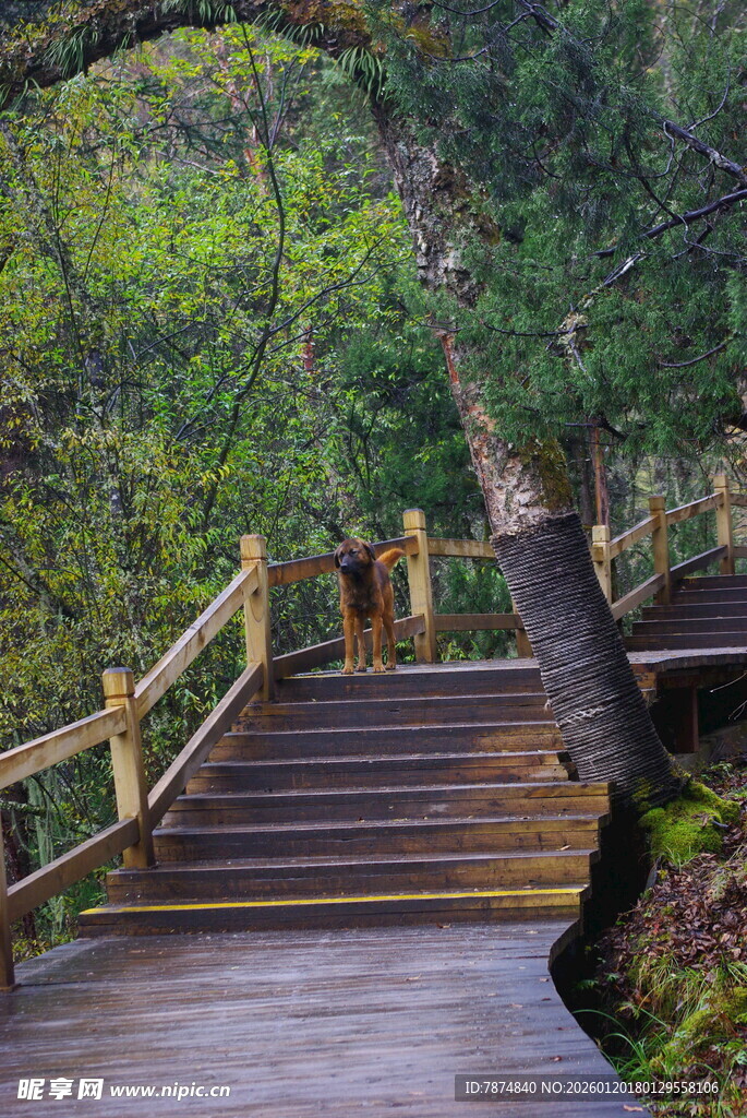 林间木栈道 自然好风光