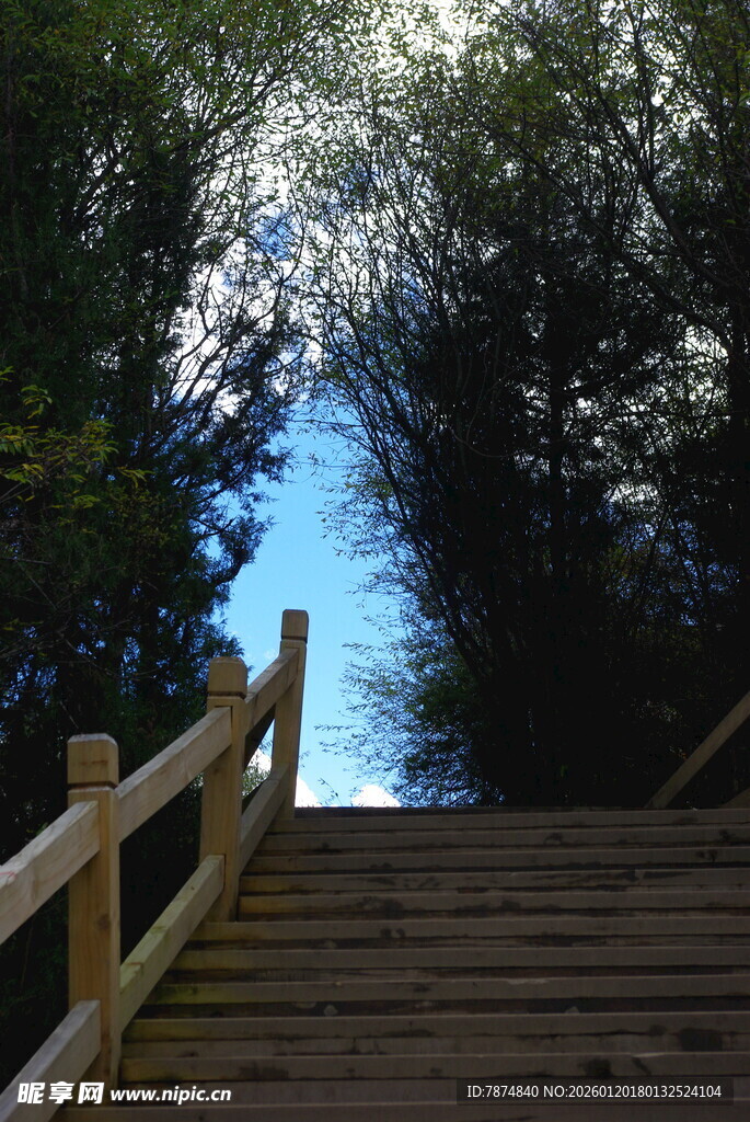 林间木梯通向蓝天