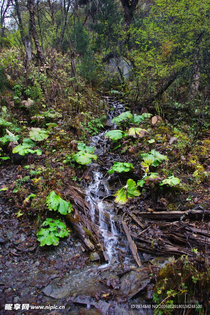 山林间的潺潺溪流