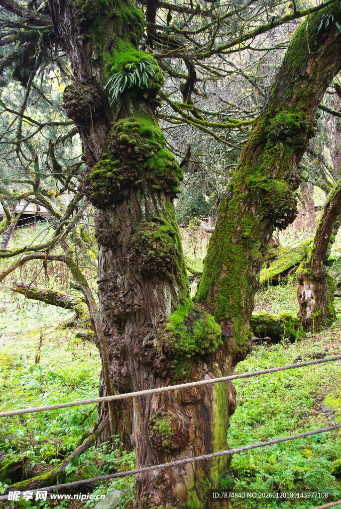古老苍劲的苔藓覆盖大树