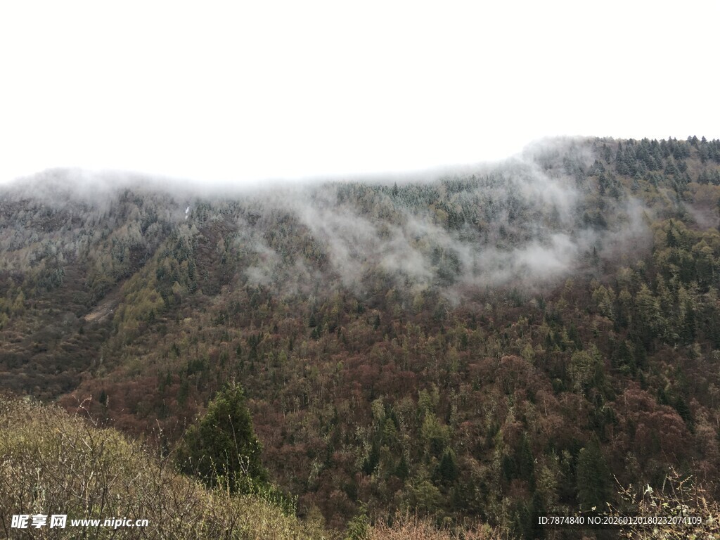 山间云雾缭绕的森林美景