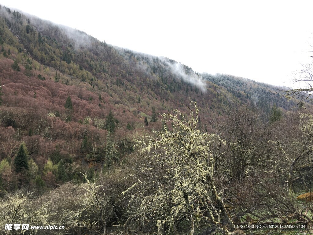 山间多彩树林景观