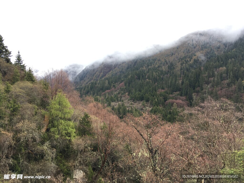 山间美景 植被与云雾交织