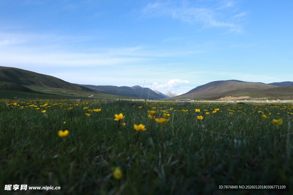 草原黄花与远山美景