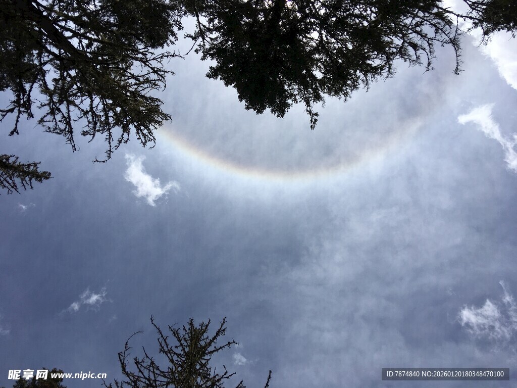 林间上空现美丽日晕景观
