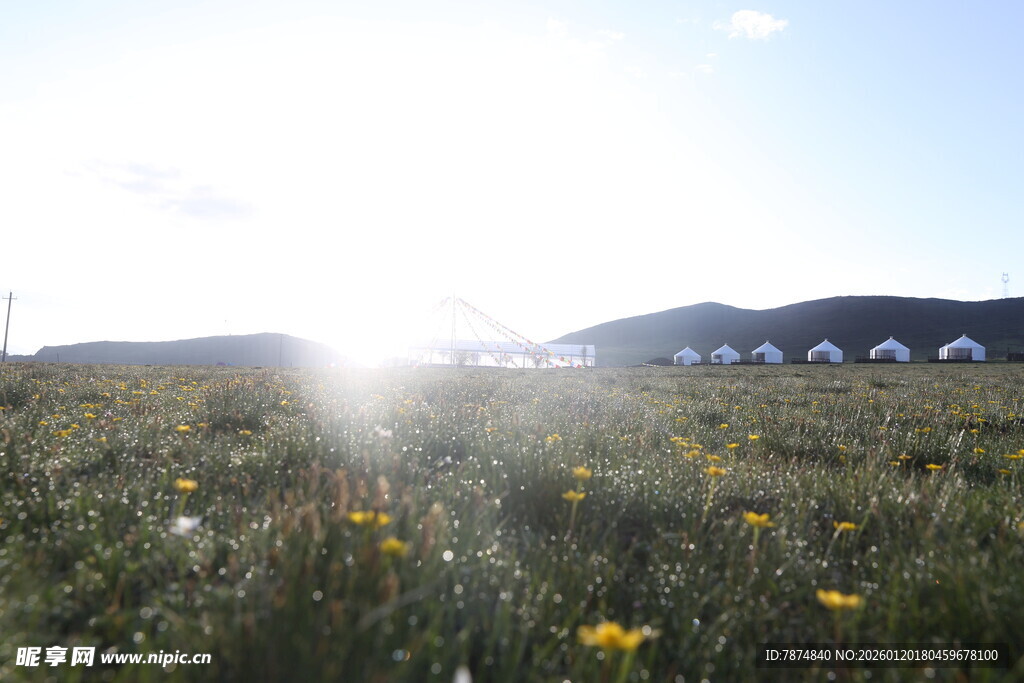 阳光照耀下的野花草原
