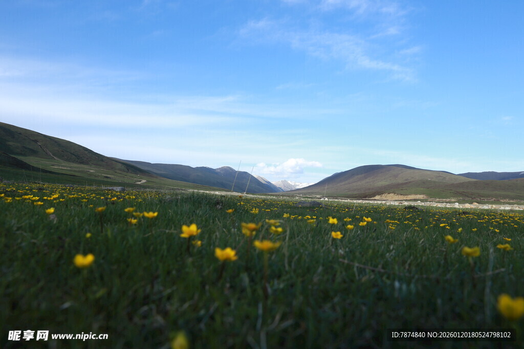 草原黄花美景 远山蓝天