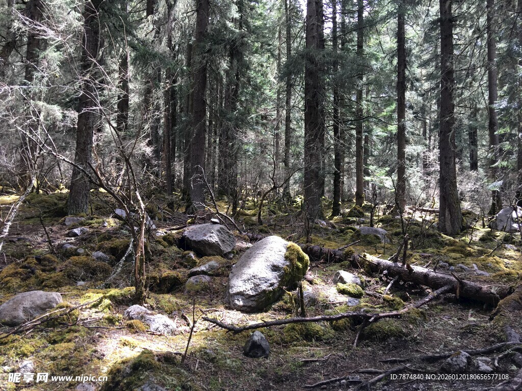 静谧森林中的自然景象