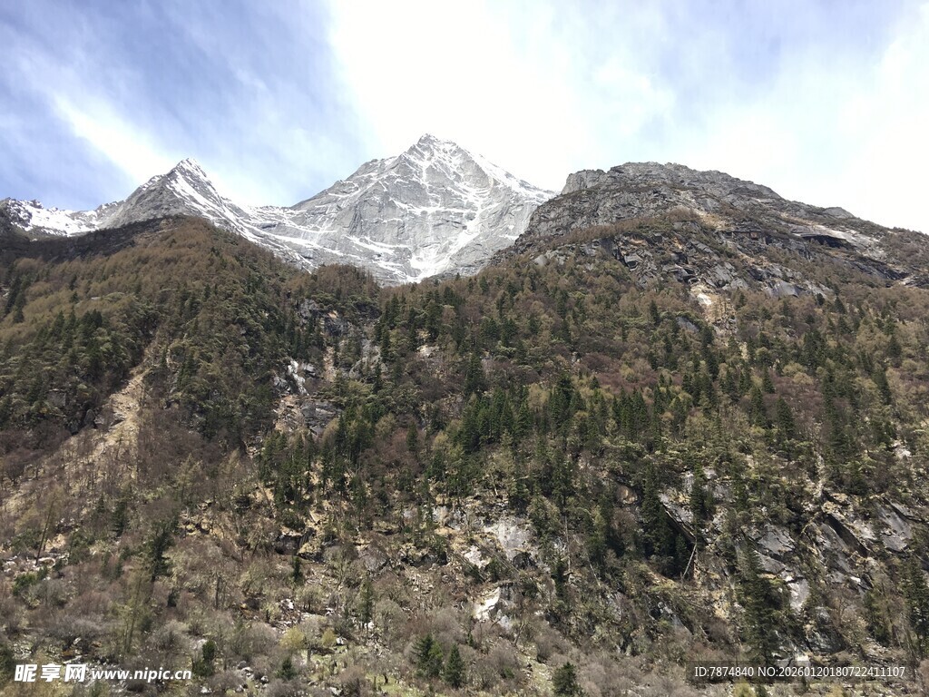 雪山下的茂密山林景观