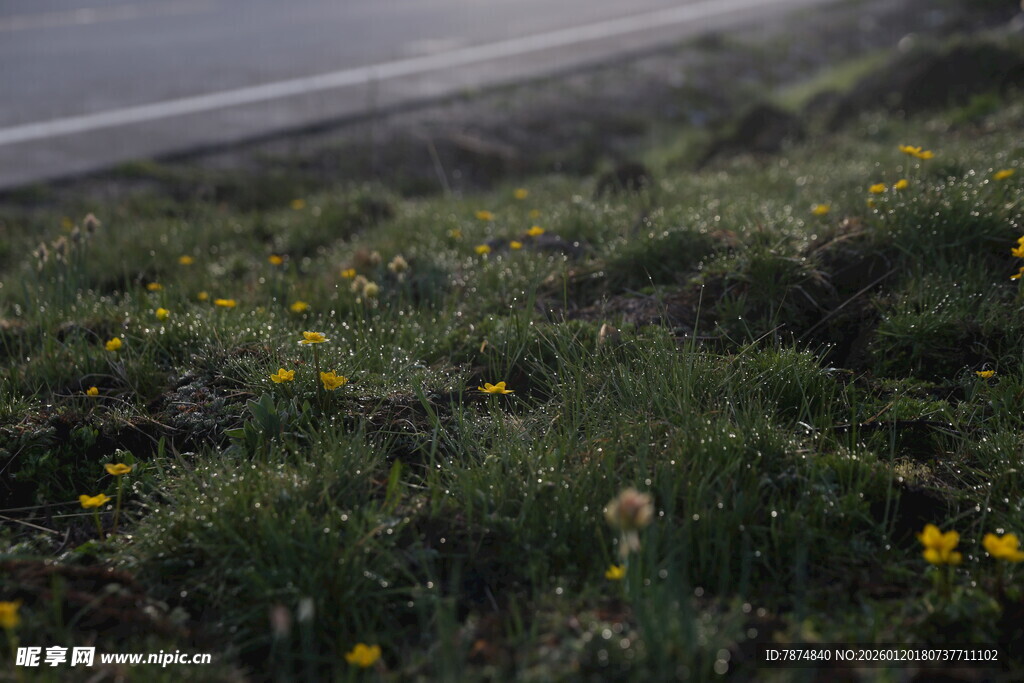 路边绽放的黄色小花
