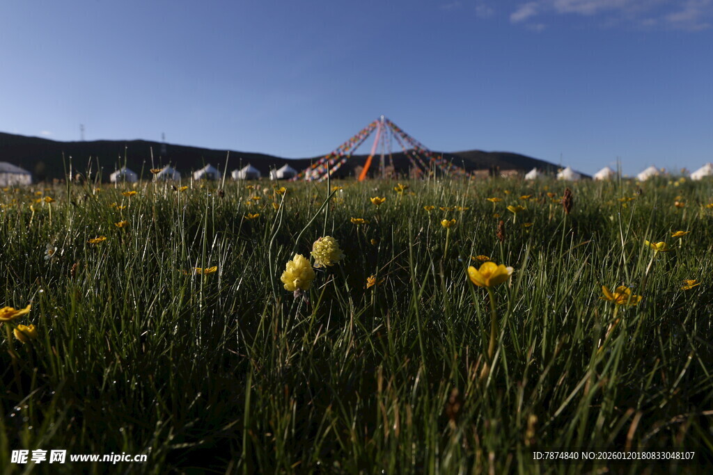 草原花海中的帐篷景观