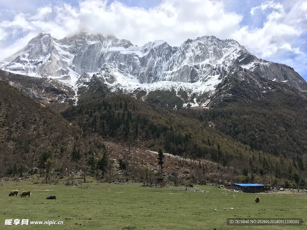 雪山下的翠绿草原风光